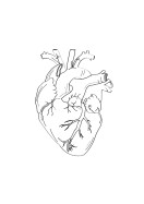 Heart Anatomy Line Art | Créez votre propre affiche