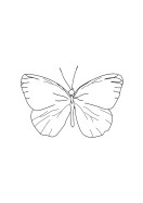 Butterfly Line Art | Créez votre propre affiche