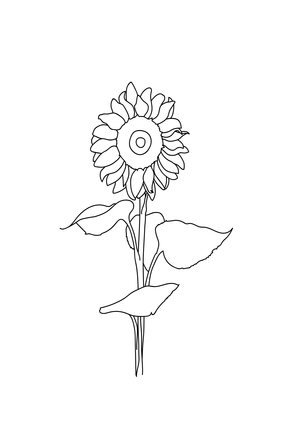 Sunflower Line Art