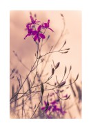 Purple Flowers Close-Up | Créez votre propre affiche