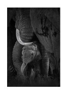 Newborn Elephant With Mother | Créez votre propre affiche