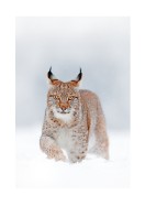 Lynx In Winter Landscape | Créez votre propre affiche