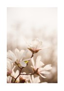 Magnolia Flowers In Spring | Créez votre propre affiche