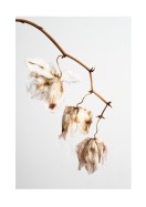Dried Flower Petals | Créez votre propre affiche