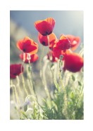 Poppies In The Evening Sun | Créez votre propre affiche