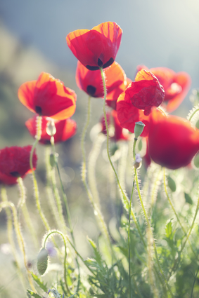 Poppies In The Evening Sun