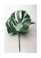 Monstera Leaf | Créez votre propre affiche