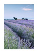 Lavender Fields In France | Créez votre propre affiche