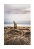 Icelandic Horse In Winter Landscape | Créez votre propre affiche