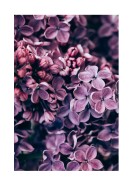 Purple Lilac Bloom | Créez votre propre affiche