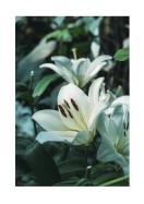 White Lily Flowers | Créez votre propre affiche