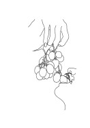 Grapes Line Art | Créez votre propre affiche