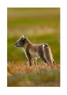 Arctic Fox In The Wild | Créez votre propre affiche