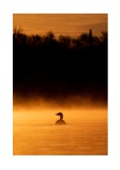 Duck In Morning Light | Créez votre propre affiche