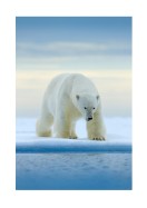 Polar Bear In The Wild | Créez votre propre affiche