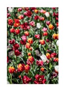 Field Of Colorful Tulips | Créez votre propre affiche