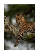 Leopard In A Tree In The Wild | Créez votre propre affiche