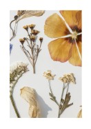 Dried Flowers Collection | Créez votre propre affiche